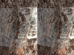 Załóż opaski zanim ruszą szkodniki. Prosty trik bez chemii