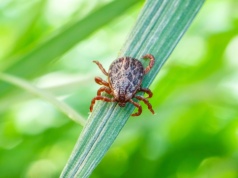 Tej rośliny nigdy nie sadź w ogrodzie. W sezonie nie opędzisz się od kleszczy