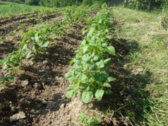 Jak chronić ziemniaki i soję bez metrybuzyny?
