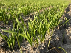 Ceny zbóż na MATIF-ie rosną. Czy to początek odbicia czy tylko efekt spekulacji?