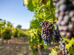 Wiosenna przygoda z winiarstwem. Lubuskie zaprasza na cykl warsztatów edukacyjnych