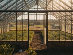 Czy od nieużywanej szklarni trzeba płacić podatek? Co powinien wiedzieć rolnik