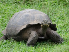 Galapagos: dzięki wspólnym wysiłkom udało się przywrócić populację niemal wymarłych żółwi słoniowych