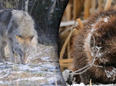 Przyrodnicy alarmują. Wilki w Polsce znalazły łatwą przekąskę