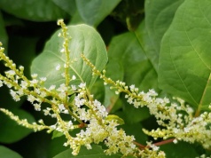 Ich ekspansja zaczyna się na wiosnę. Lepiej zwalczać, zanim się rozrosną