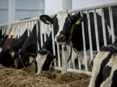 Proszki mleczne drożeją. Czy to początek wyższych cen mleka?