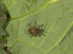 Monitoring chowaczy łodygowych musi być precyzyjny