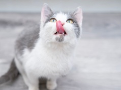 Zamocz w wodzie, a później zasiej. Mruczek podziękuję za kocią ucztę