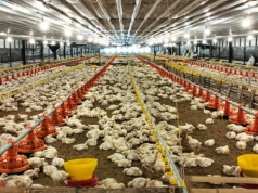 Protesty przeciw ukraińskiej fermie drobiu w Chorwacji. Na czele aktor z "Ostrego dyżuru"