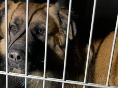 Pies był skrępowany w lesie?