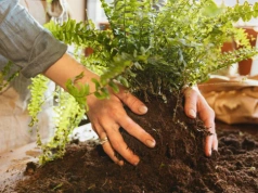 Liście bledną i drobnieją? To może być sygnał, że paproć woła o nową doniczkę