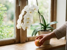 Jabłko przy storczyku działa jak przycisk 