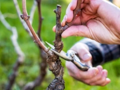 Najpierw przeczytaj, potem tnij. Jeden błąd w marcu i latem nie będzie ani kwiatów, ani owoców