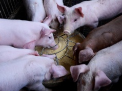 Chińska spółka sprzedała 80 mln tuczników w 2025r. Teraz planuje ekspansję