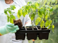 Wystarczy to zblendować. Podlewaj raz na 2 tygodnie, siewki rosną jak na drożdżach