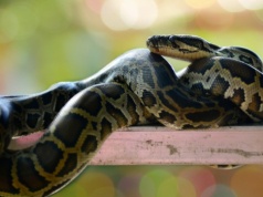 Zaskakujące sceny w polskim domu. Zaklinował się pod zmywarką