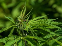 Konopie włókniste: biznes, który przyspiesza. KOWR porządkuje rynek