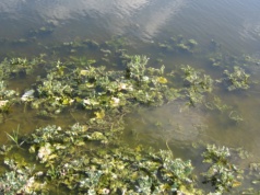 Co dzieje się z rzepakiem, gdy za długo jest pod wodą?