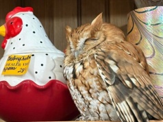 Usiadła na półce w sklepie z antykami. Sprawne oko wypatrzyło żywy okaz