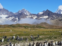 Monika Witkowska dotarła na Południową Georgię -  Królestwo pingwinów