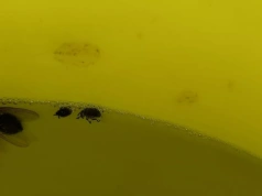 UWAGA! Chowacz już w uprawie rzepaku - czas na żółte naczynia