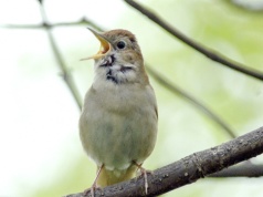 Dlaczego niektóre ptaki śpiewają również w nocy?