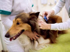 Warszawa finansuje kastrację i czipowanie pupili. Ruszyła nowa edycja programu