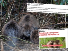 Pomorskie: powstała petycja przeciwko niszczeniu bobrzych tam i zasypywaniu nor na 160 ciekach