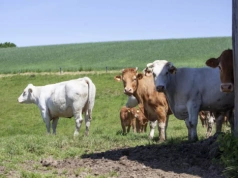 "Polska wołowina" z własną marką! Czym będzie się wyróżniać?