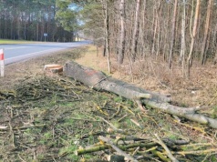 Wielkie cięcie przy ruchliwej drodze. Na drzewach są znaczniki