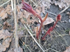 Rozkrusz, podsyp i wymieszaj z ziemią. Ten prosty trik sprawi, że piwonie „eksplodują” kwiatami