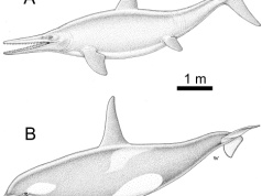 Rybojaszczur z Annopola. Niezwykłe odkrycie paleontologów z UW