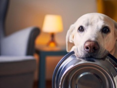 Psy hamują rynek karmy. Nowych kupujących przyciągają koty