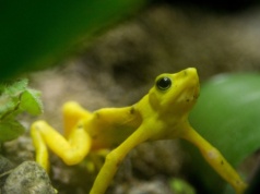 Złota żaba wraca do dżungli. To niespodziewane wieści, miało jej tu nie być