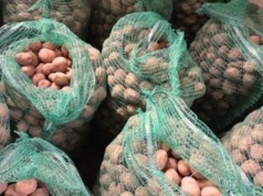 Zebrali ziemniaki, ale nic nie zarobili. 