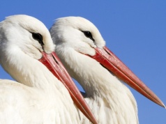 Bociany leciały już do Polski. Utknęły jednak. Co się z nimi dzieje?