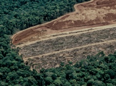 ICEYE uruchamia rozwiązanie do monitoringu wylesiania