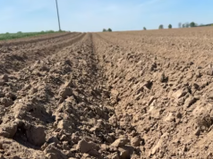 Zwalczanie chwastów w ziemniaku w 2026 roku. Co zamiast metrybuzyny?