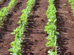 Nowość na sezon 2026: Herbicyd BISMARK z rozszerzoną rejestracją w uprawie soi