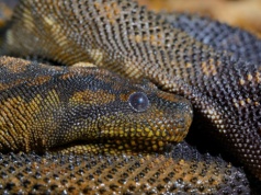 Wąż leżał w szufladzie przez 45 lat. Okazało się, że to zupełny unikat