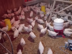 Nowe ogniska ptasiej grypy 2026. Ponad 170 tys. ptaków do likwidacji