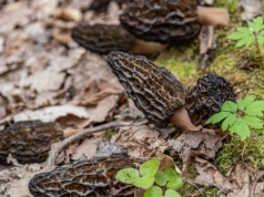 Te grzyby spotkasz w lesie już wczesną wiosną. Nie pomyl z trującymi