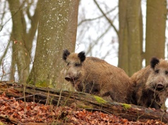 Dziki terroryzują Warszawę. „Wyczerpaliśmy pełną gamę możliwości”