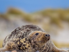 Nieoczekiwany drapieżnik atakuje delfiny w Europie. Pierwszy taki wypadek