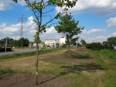 Uratowali platany przed wycinką, ale większość drzew obumarła. Mieszkańcy alarmowali, że przesadzono je byle jak