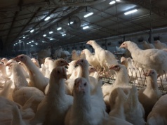 Nowe ogniska chorób drobiu. Do wybicia ćwierć miliona ptaków