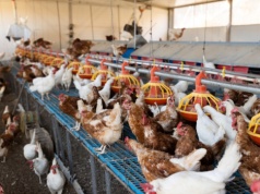 Choroby zwierząt coraz droższe. Epidemie w stadach kosztowały państwo miliardy