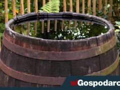 Dofinansowanie na "deszczówkę". Rusza nabór wniosków