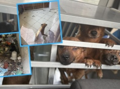 Wstrząsająca interwencja w Lasowicach Wielkich. Głodzone psy i śmieci