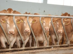 29 zł za byka i koniec podwyżek? Sprawdzamy aktualne ceny bydła w Polsce